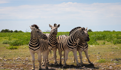 Etosha Zebras