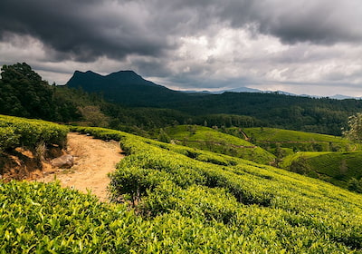 Nuwara Eliya
