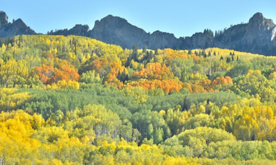 Aspen